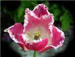 Pink Fountain Liliaceae