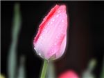 Pink Glow Liliaceae