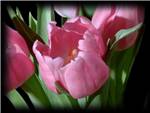 Pink Lady Liliaceae