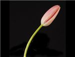 Renown Liliaceae