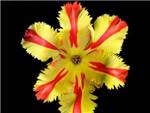 Texas Flame Liliaceae