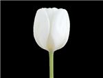 White Dream Liliaceae