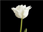 White Rebel Liliaceae