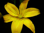 Cardiff Lilly-Asiatic