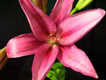 Chopin Lilly-Asiatic