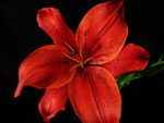 Monte Negro Lilly-Asiatic