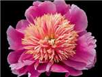 Pink Giggles Paeoniaceae