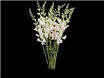 Bi Color Pink - White Plantaginaceae