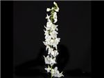 Bella White Ranunculaceae