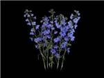 Dark Blue Ranunculaceae