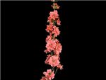 Pink HFC Ranunculaceae