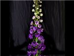 Purple Ranunculaceae