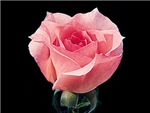 Bridal Pink Rosaceae