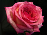 Queen Amazone Rose
