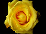 Aalsmere Gold Rose