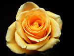 Euforia Rose