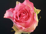 Malibu Rose