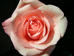 Marlysse Rose