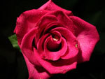 Purple Cezanne Rose
