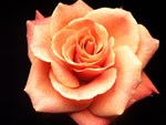 Sensual Rose