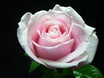 Sweet Avalanche Rose