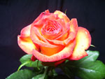 Toucan Rose