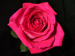Verdi Rose