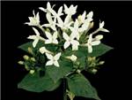 Jo White HFC Rubiaceae