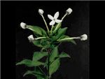 White Charla HFC Rubiaceae