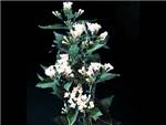 White Rubiaceae