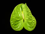 Green Obake Anthuriums