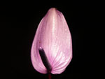 Anthurium Tulip Purple