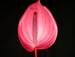Tulip Anthuriums