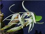 White Feather Orchid Araceae