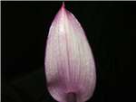 Anthurium Tulip Lavender