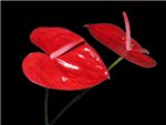 Lehua Red Araceae