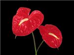 New Pahoa Red (leilani) Araceae