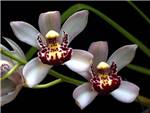 Blush Orchidaceae