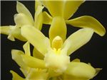 Coro Gold Orchidaceae