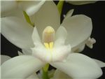 Elfin Beauty Orchidaceae