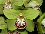 Green Orchidaceae