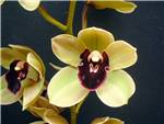 Jessys Velvet Orchidaceae