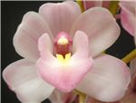 Rebekah Rose Orchidaceae