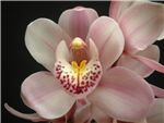 True Bliss Orchidaceae