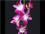 Bombay Orchidaceae