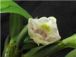 Pachyphyllum Orchidaceae
