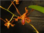 Tangerinum Orchidaceae