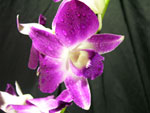 Dendrobium Bom Joy