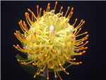 Goldie Proteaceae