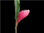 Kimi Pink Zingiberaceae